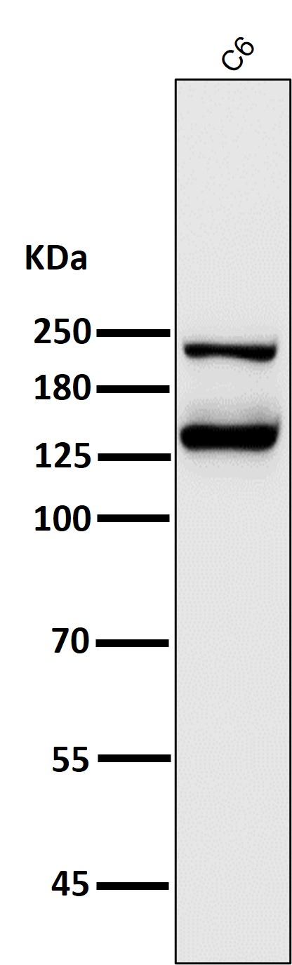 Integrin alpha V Ab