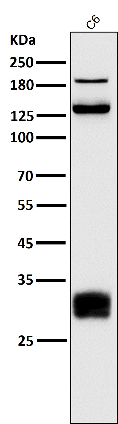 Integrin alpha V Ab