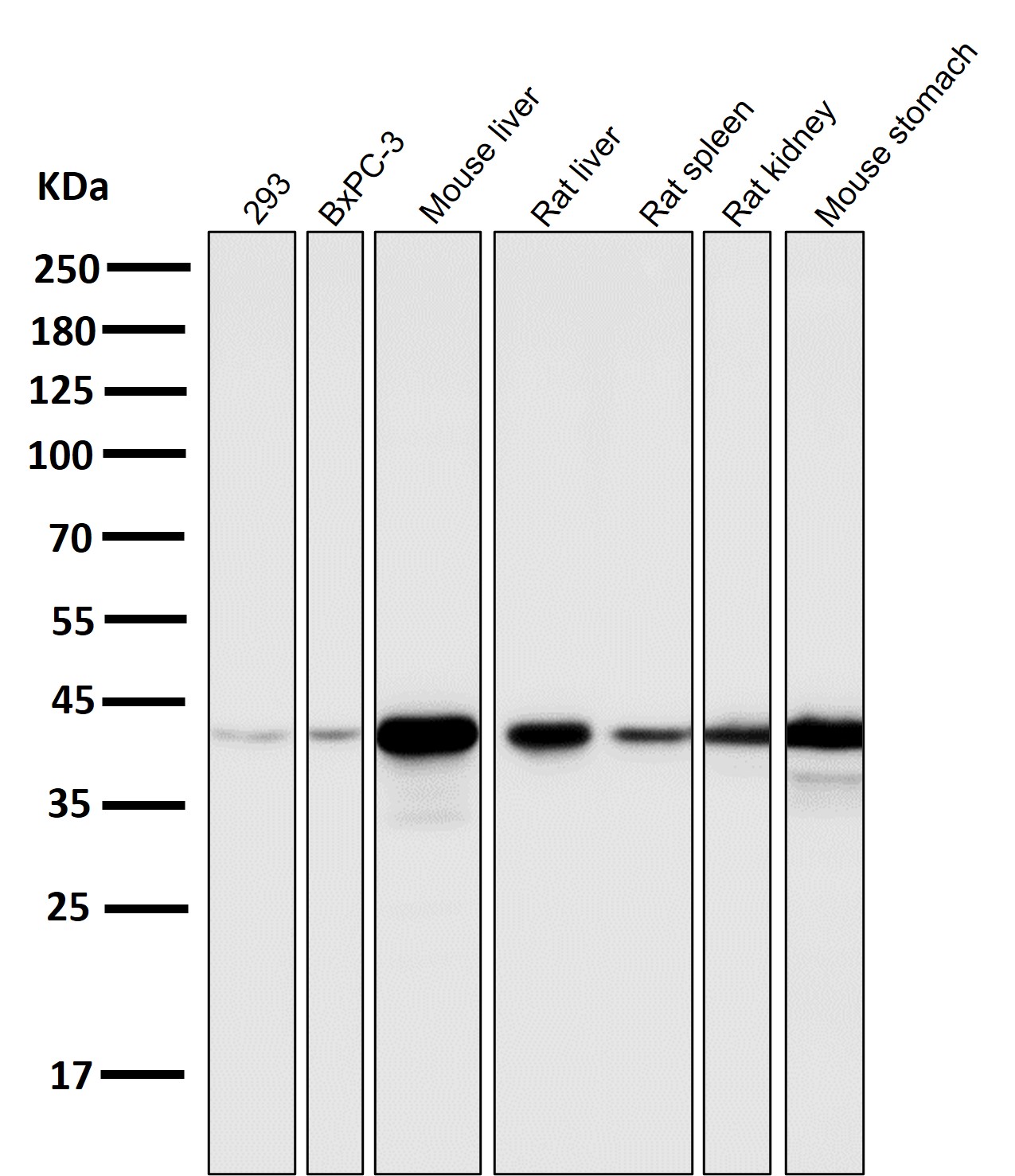 Glutamine synthetase Ab