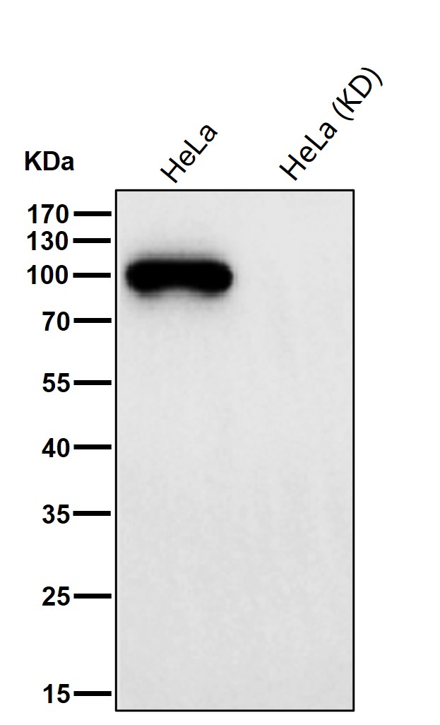 PI3 kinase p100 Ab