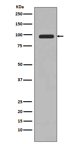 PI3 kinase p100 Ab