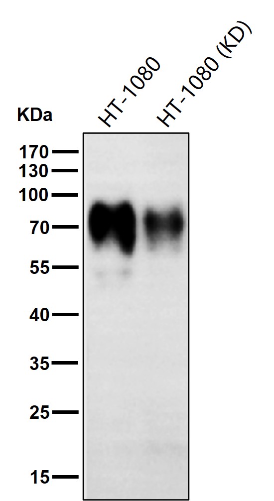 Trophoblast glycoprotein Ab