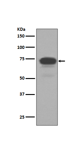 Trophoblast glycoprotein Ab