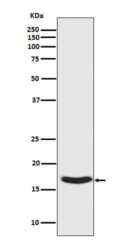 p-alpha Synuclein (S129) Ab