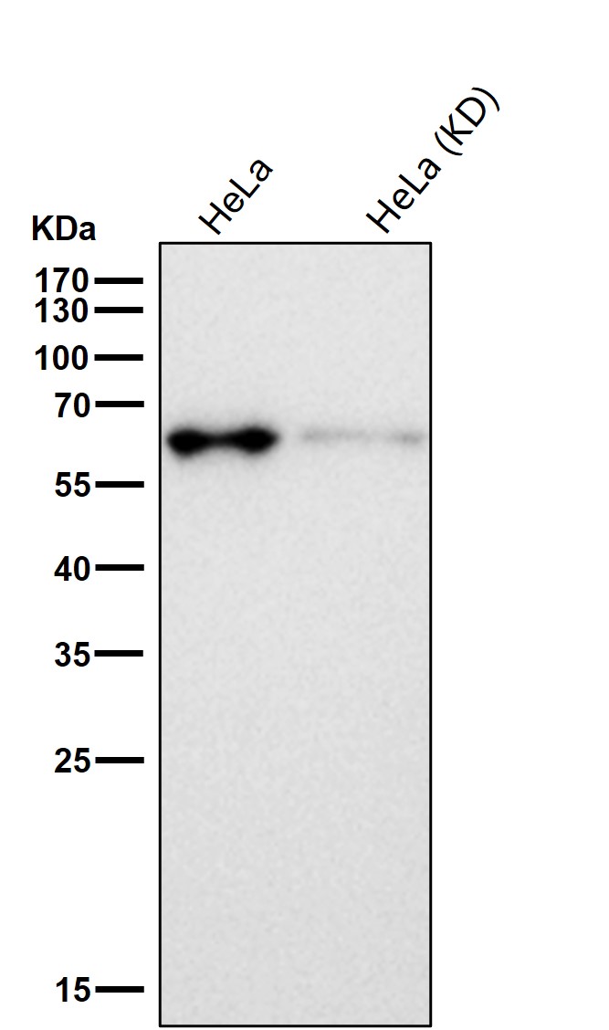 AMPK alpha 1 Ab