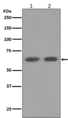 AMPK alpha 1 Ab