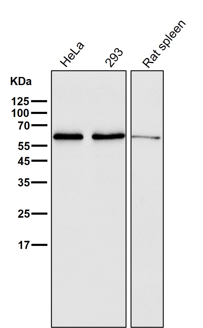 AMPK alpha 1 Ab