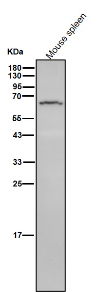 AMPK alpha 1 Ab