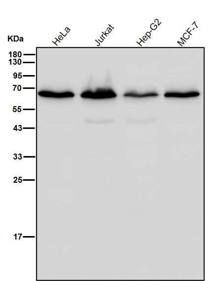 AMPK alpha 1 Ab