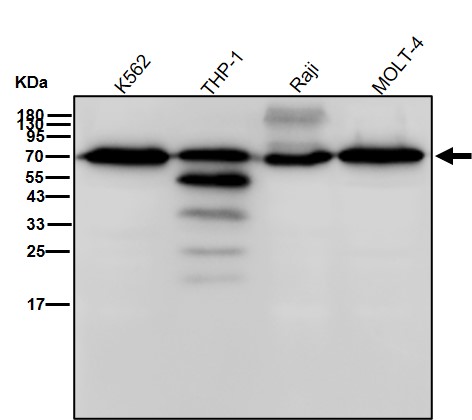 AMPK alpha 1 Ab