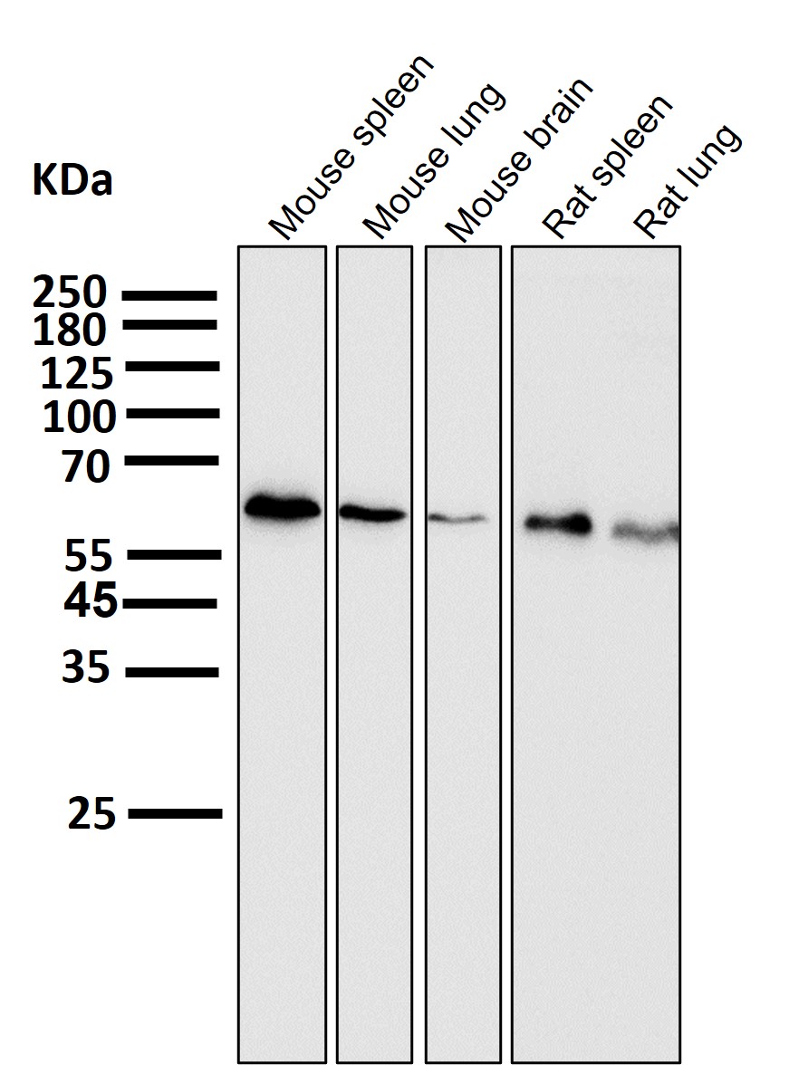 AMPK alpha 1 Ab