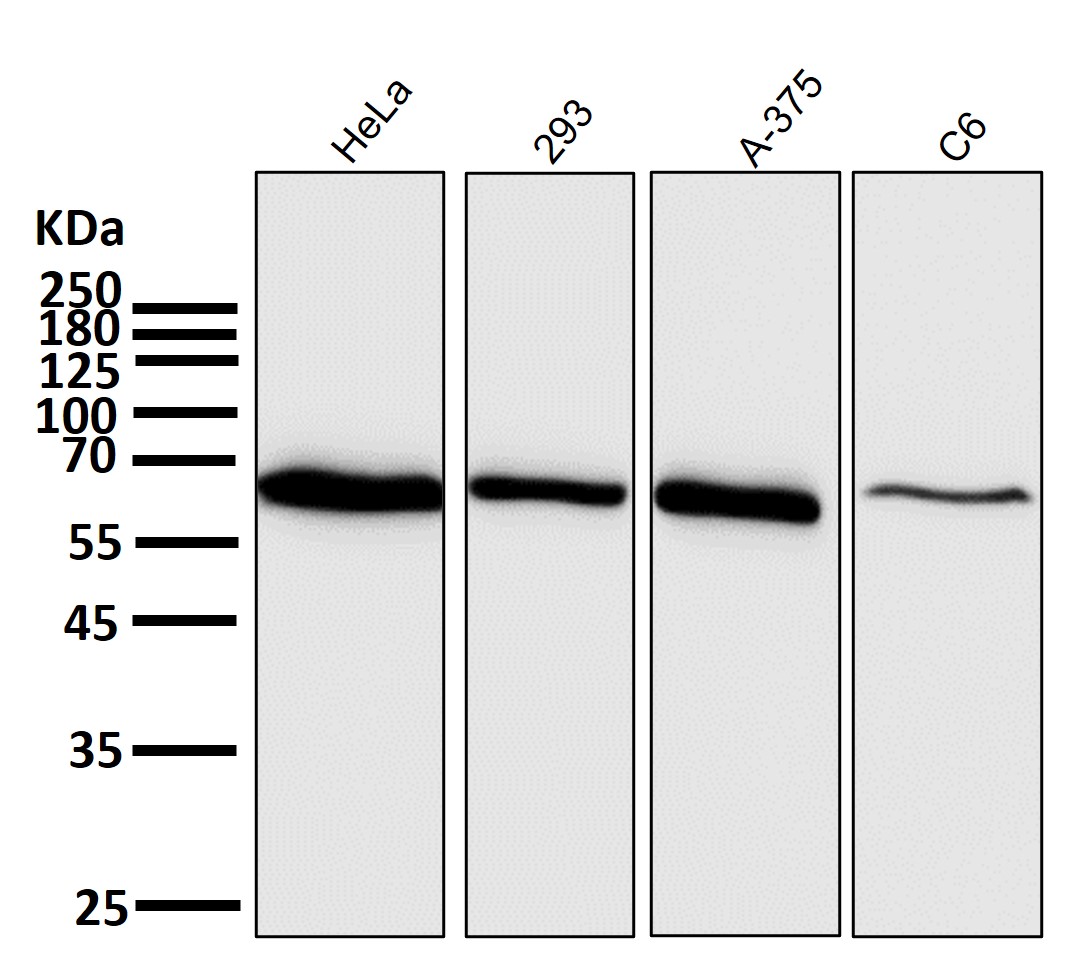 AMPK alpha 1 Ab