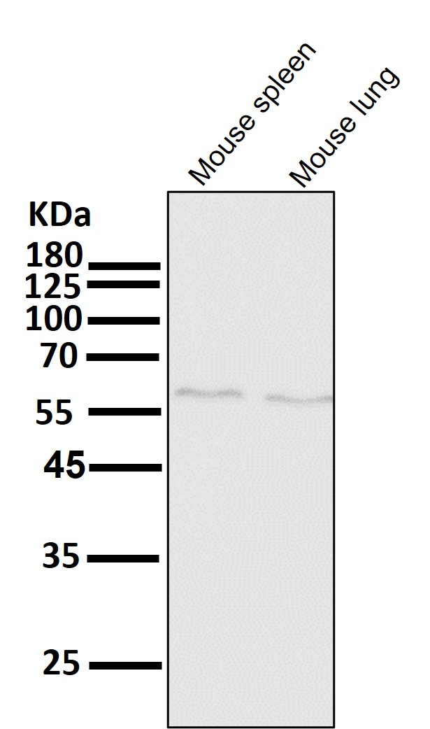 AMPK alpha 1 Ab