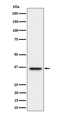 ULBP1 Ab