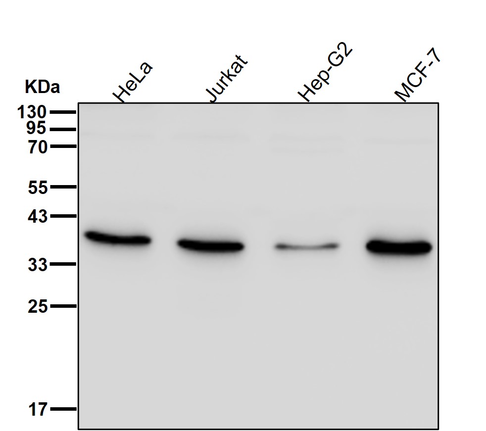 ULBP1 Ab