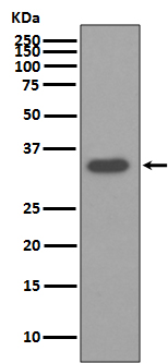 Osteopontin Ab