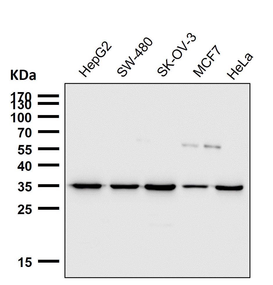 Osteopontin Ab