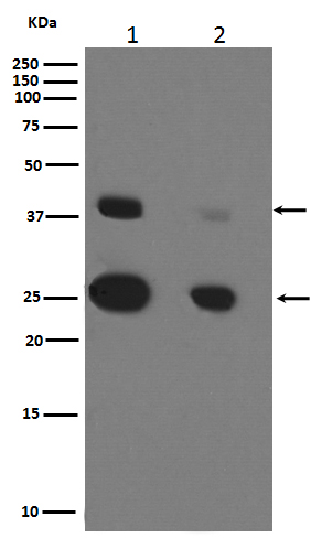 Cathepsin D Ab