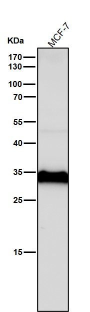 Cathepsin D Ab