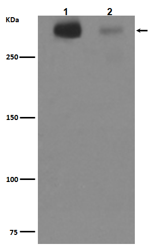 Tenascin Ab