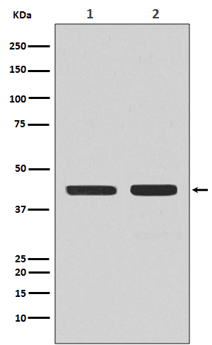 CCR7 Ab