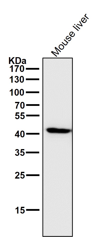 CCR7 Ab