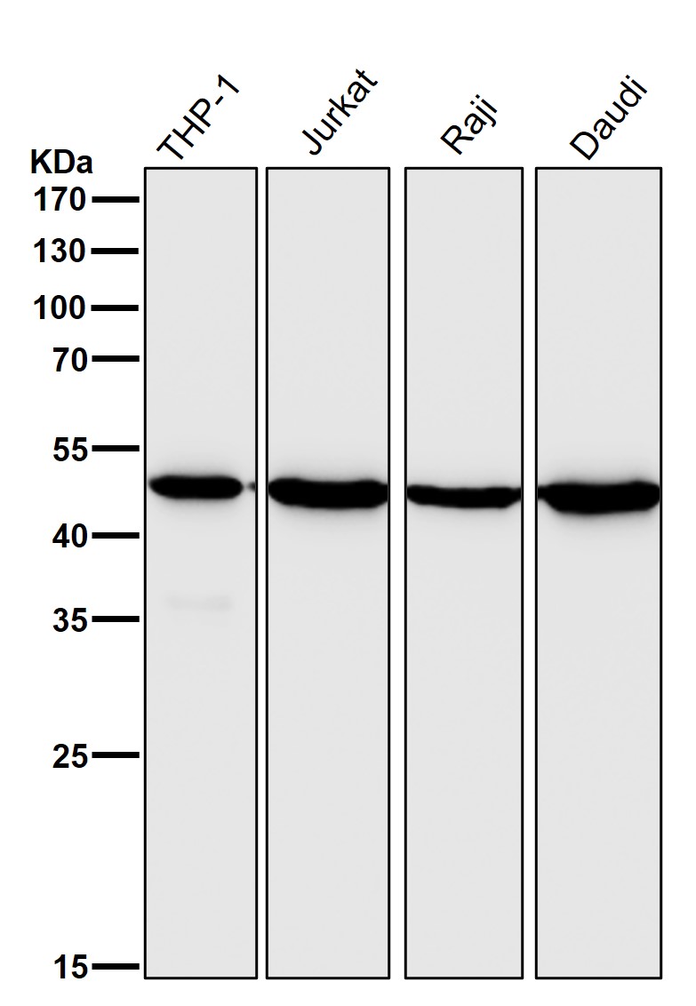 CCR7 Ab