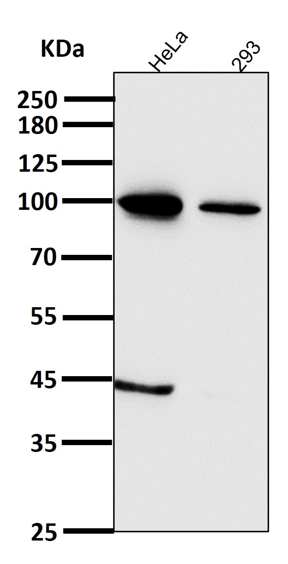 STAT6 Ab