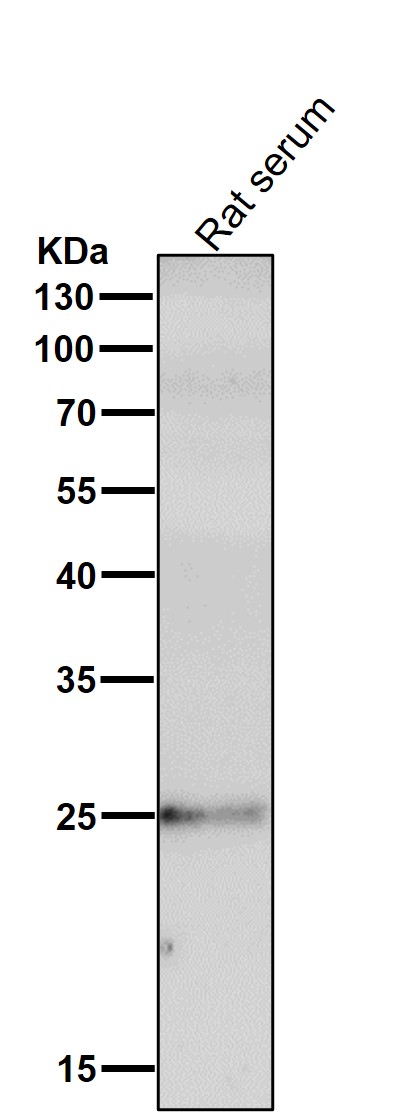 C reactive protein Ab