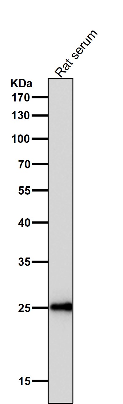 C reactive protein Ab