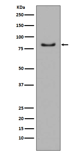 PI3 kinase p85 alpha Ab