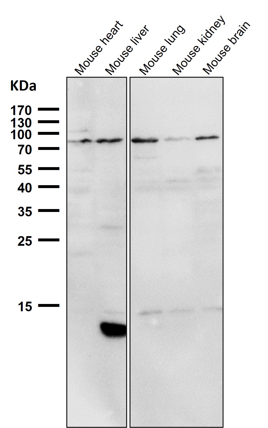 PI3 kinase p85 alpha Ab