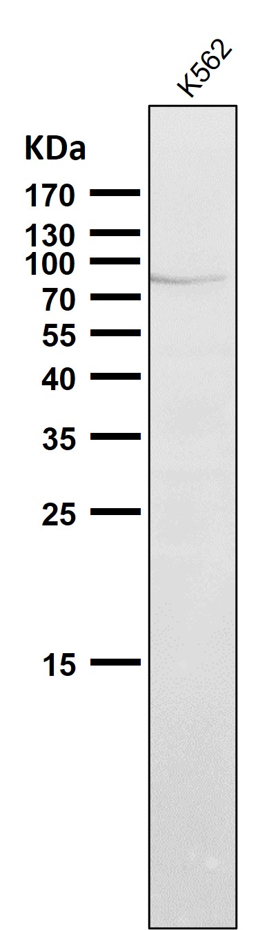 PI3 kinase p85 alpha Ab