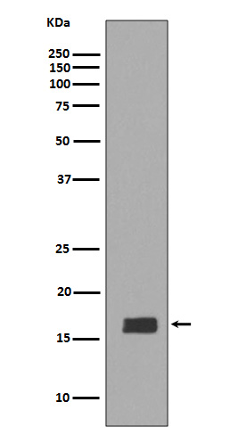 alpha/beta Synuclein Ab