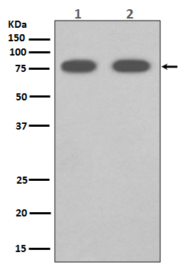 SRB1 Ab