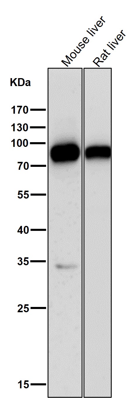 SRB1 Ab