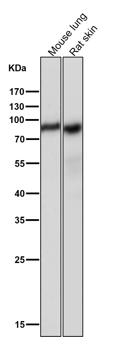 SRB1 Ab