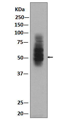 GLUT1 Ab