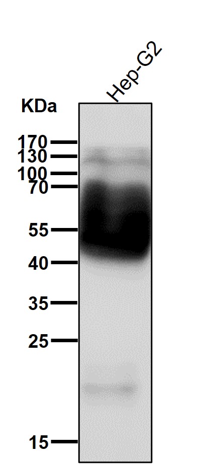 GLUT1 Ab