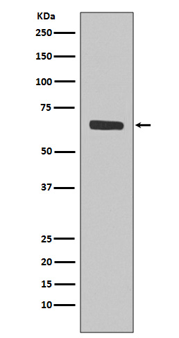 SHP1 Ab