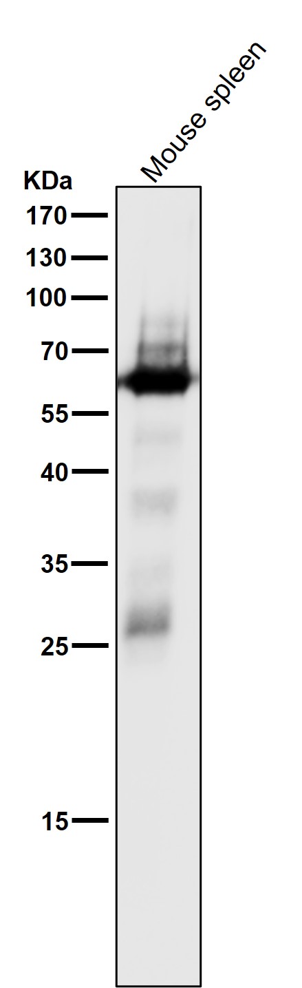 SHP1 Ab