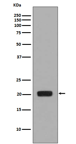 CSF 1 Ab