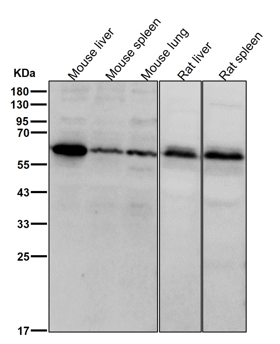 CSF 1 Ab