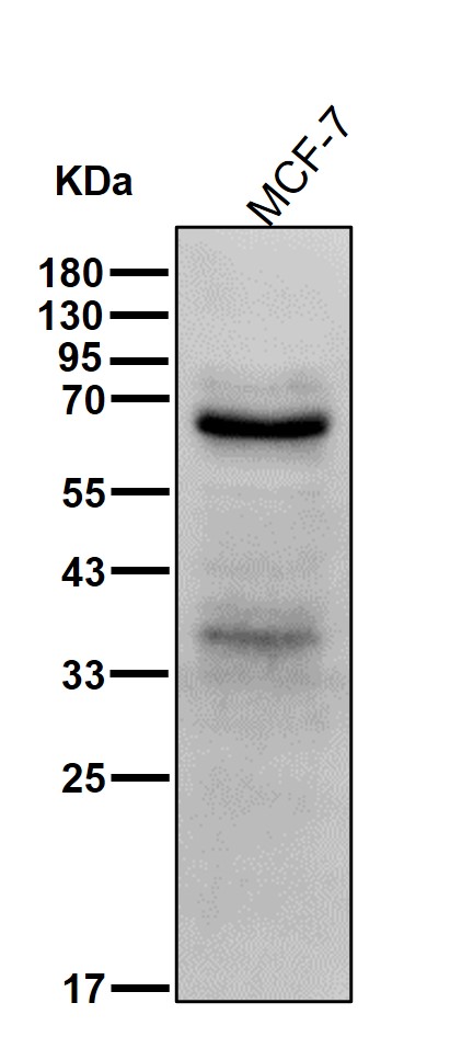 CSF 1 Ab