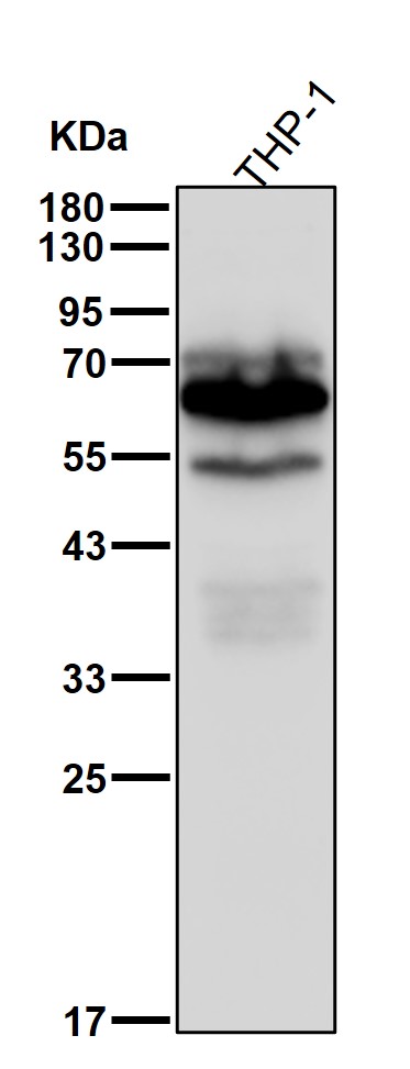 CSF 1 Ab