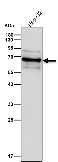 p70 S6 Kinase Ab