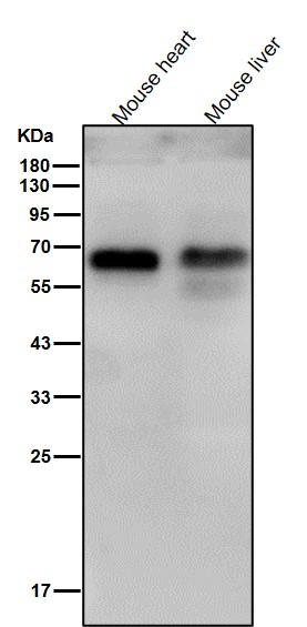 p70 S6 Kinase Ab