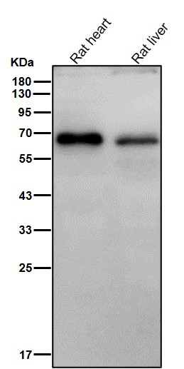 p70 S6 Kinase Ab