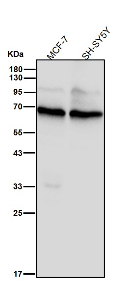 p70 S6 Kinase Ab