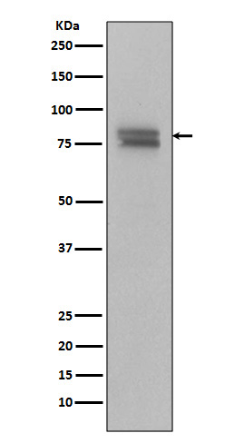 p-c Myb (S11) Ab